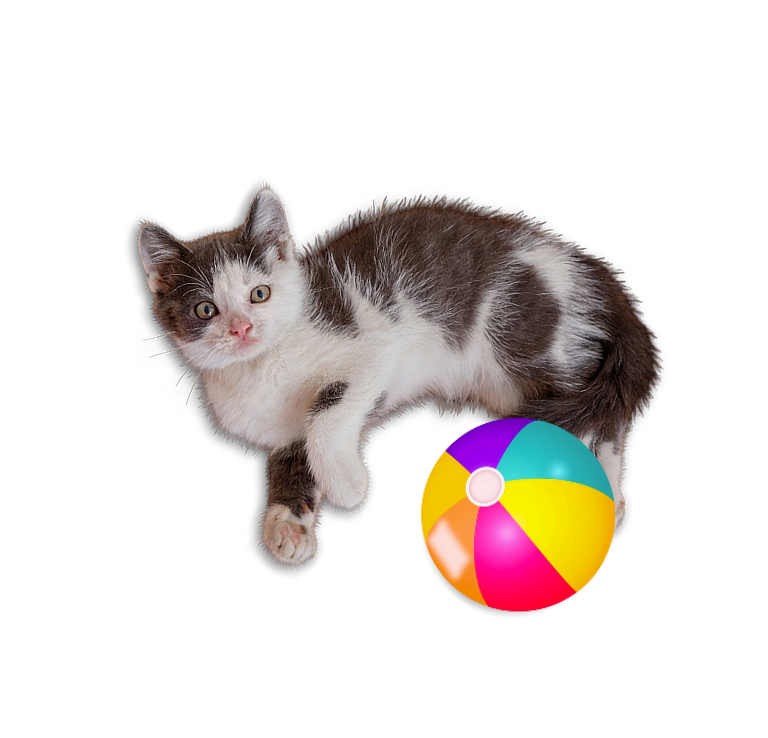 Jason Cat - Premium Cat Litter