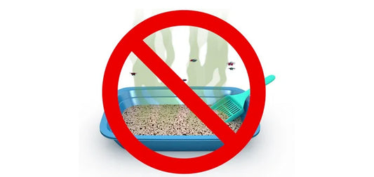 Litter Box Myths Busted